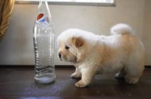 Adorable Chow Chow Puppies Now Ready For Adoption Image eClassifieds4u 3