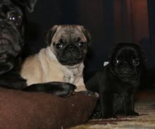 Beautiful Pug puppies available for free Re-homing. Image eClassifieds4u 3