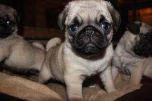 Beautiful Pug puppies available for free Re-homing. Image eClassifieds4u 2