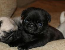Beautiful Pug puppies available for free Re-homing. Image eClassifieds4u 1