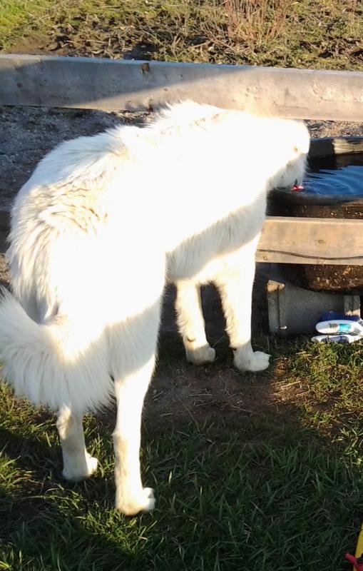 Working Dog Maremma Image eClassifieds4u