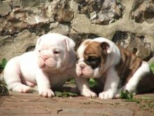 Super Adorable English Bulldog Puppies for Free Adoption.