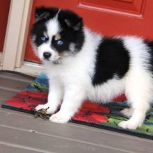 Cute male and female Pomsky Puppies available. Image eClassifieds4u 2