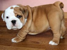 Super Adorable English Bulldog Puppies for Free Adoption. Image eClassifieds4u 2