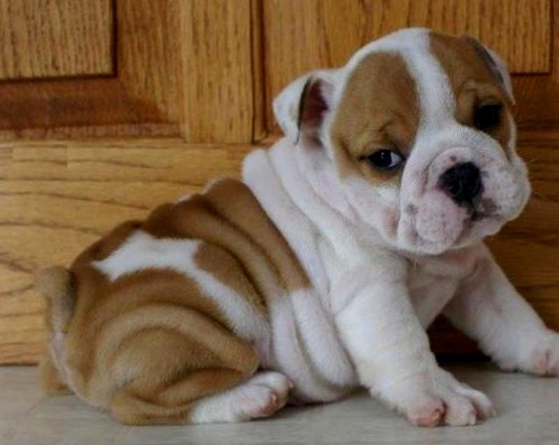 Super Adorable English Bulldog Puppies for Free Adoption. Image eClassifieds4u