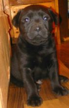 Lab puppies Image eClassifieds4u 1