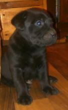 Lab puppies Image eClassifieds4u 2