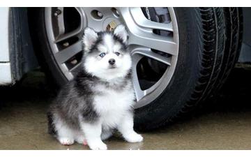 Pomsky puppies available Text::(646) 481-9801 Image eClassifieds4u