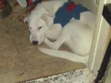 free dog Image eClassifieds4u 2