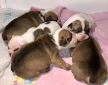 CKC English Bulldog puppies