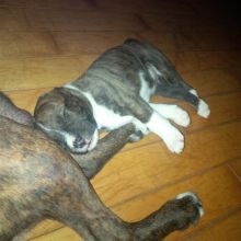 American bull dog and American strafford terrier puppy