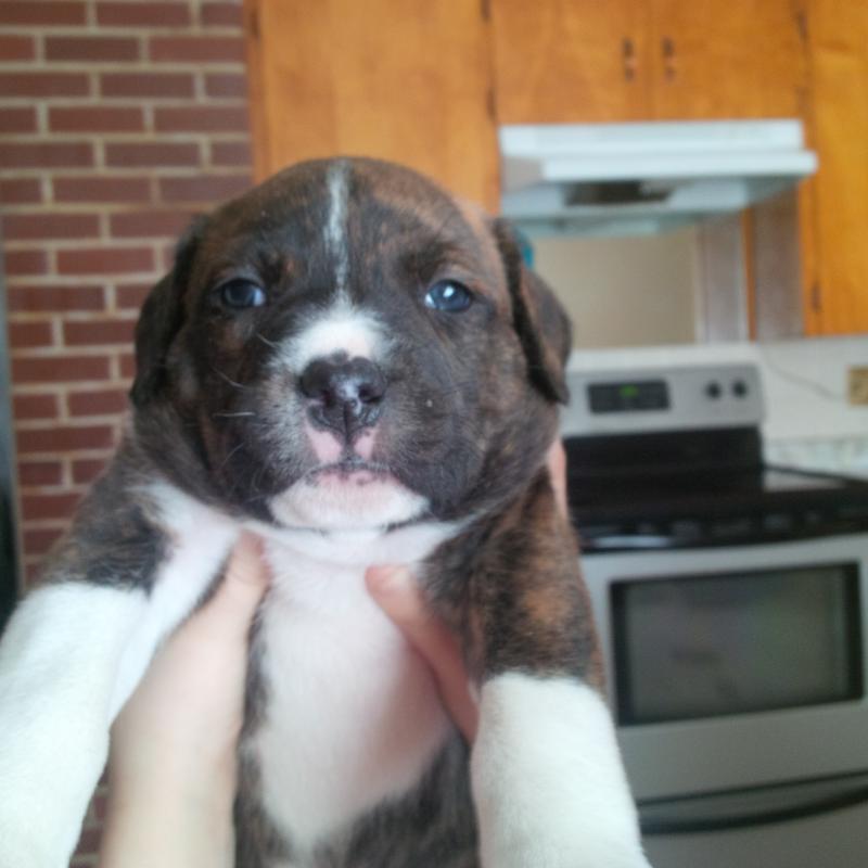 American bull dog and American strafford terrier puppy Image eClassifieds4u