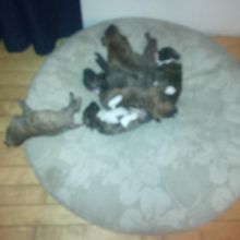 American bull dog and American strafford terrier puppy Image eClassifieds4u 3