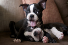 Lovable CKC Reg Boston Terrier Puppies