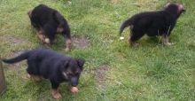 Smart Ckc Reg German Shepherd Puppies