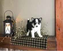 Super Adorable Ckc Pomsky Puppies