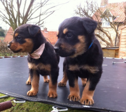 Energetic Rottweiler Puppies Available For Adoption Image eClassifieds4u