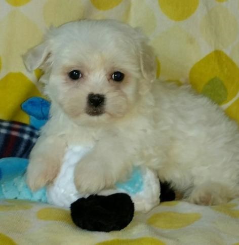 EVIE - MALTESE PUPPY FOR SALE Image eClassifieds4u