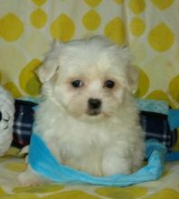 EVIE - MALTESE PUPPY FOR SALE Image eClassifieds4u 2