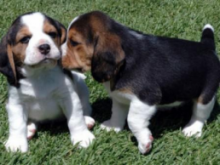 Excellent Ckc Beagle Puppies For Re-Homing Image eClassifieds4U