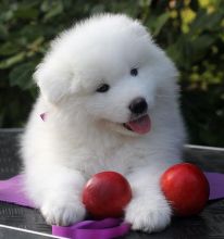 Gorgeous Samoyed Puppies For Adoption Image eClassifieds4u