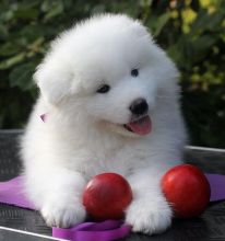 Gorgeous Samoyed Puppies For Adoption Image eClassifieds4U
