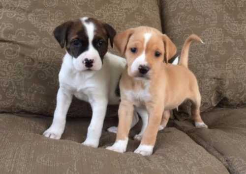 Priceless Jack Russell Terrier Puppies For Re-Homing Image eClassifieds4u