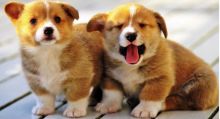 Astonishing C.K.C Pembroke Welsh Corgi Puppies For Adoption