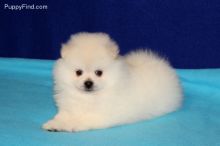 Celebrity Pomeranian Puppies For A Good Homes