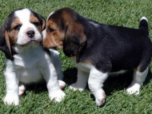 Excellent Ckc Beagle Puppies For Re-Homing