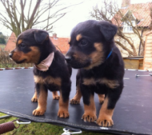 Energetic Rottweiler Puppies Available For Adoption Image eClassifieds4U