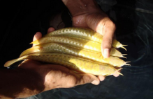 Top Qualität L046 Zebra Hypancistrus Wels, Arowana, Stingrays