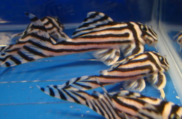 Top Qualität L046 Zebra Hypancistrus Wels, Arowana, Stingrays Image eClassifieds4u