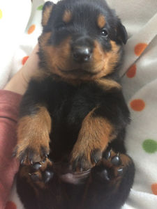 Beautiful Rottweiler Puppies Image eClassifieds4u