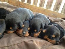 Beautiful Rottweiler Puppies Image eClassifieds4u 1