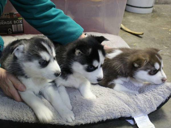 🏁🏡 CHARMING ☮ BLUE EYES ☮ SIBERIAN HUSKY ☮ PUPPIES 🏁🏡 Image eClassifieds4u