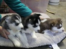 🏁🏡 CHARMING ☮ BLUE EYES ☮ SIBERIAN HUSKY ☮ PUPPIES 🏁🏡