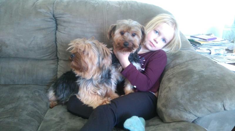 Adult Female Yorkie Image eClassifieds4u