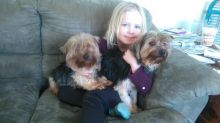 Adult Female Yorkie Image eClassifieds4u 1
