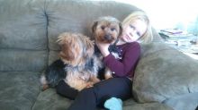 Adult Female Yorkie Image eClassifieds4u 2