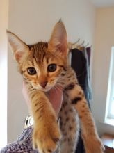 Serval and Savannah Kittens For Sale