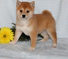 🏁🏁FANTASTIC ☮ C.K.C ☮ SHIBA INU ☮ PUPPIES🏁🏁