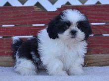 Healthy CKC Male/Female Shih Tzu Puppies For Adoption