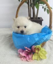 Adorable CKC Pomeranian Puppies Now Ready For Adoption