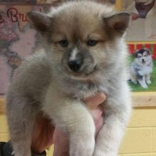 Male and Female Registered Pomsky puppies for rehoming