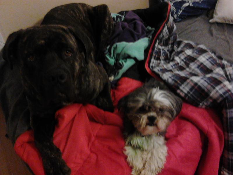 2 Year Old Cane Corso male Image eClassifieds4u