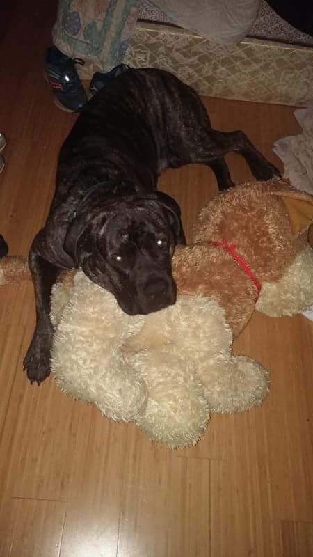 2 Year Old Cane Corso male Image eClassifieds4u