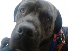 2 Year Old Cane Corso male Image eClassifieds4u 4