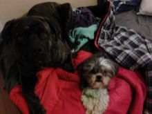 2 Year Old Cane Corso male Image eClassifieds4u 3