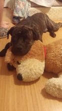 2 Year Old Cane Corso male Image eClassifieds4u 1